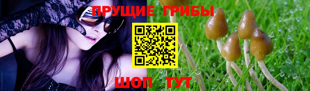 Псилоцибиновые грибы Psilocybe Торжок